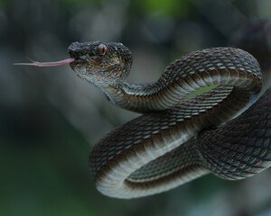The Mangrove Viper (Trimeresurus purpureomaculatus) shows its triangular head and serrated scales. Its coloration varies, aiding camouflage in its habitat, 27 September 2025 Indonesia
