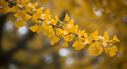 Obraz premium Yellow Ginkgo Leaves on a Branch with Soft Background