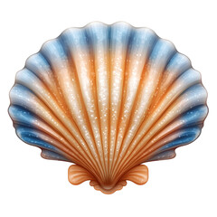 Detailed scallop shell illustration with transparent background