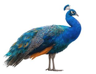 Obraz premium Side view of a peacock (2)