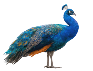 Side view of a peacock (2)