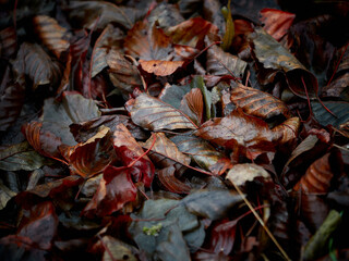 Close-up of fallen autumn leaves in shades of red, brown, and orange, wet with rain and lying on the forest floor.