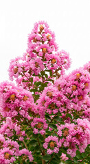 Close-up of pink crape myrtle blossoms against white background, showcasing delicate flower texture and vibrant color, symbolizing beauty, nature, and springtime freshness