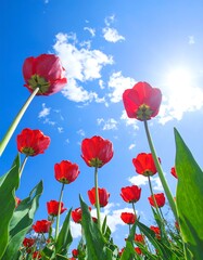 Red tulips against a bright sky