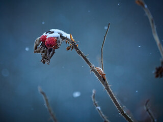 Wild rose hips under snow on a winter evening. Winter mood.