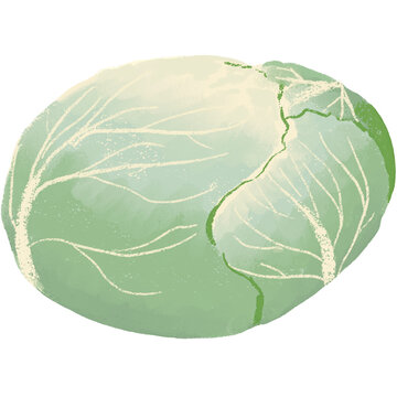 cabbage illustration