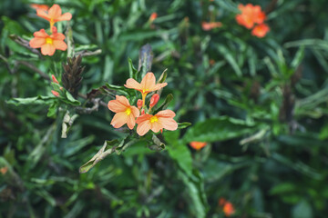 beautiful crossandra infundibuliformis (firecracker flower) in garden