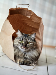 Adorable long-haired tabby cat sitting comfortably inside a brown paper bag on a tiled floor, showing curious and playful behavior.