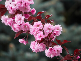 Bright branches of Japanese sakura close-up