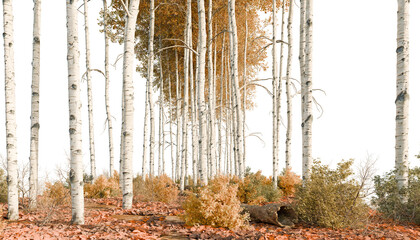 Autumn Aspen Forest Landscape Transparent PNG Cutout © ANDRIBENKY