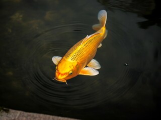 A vibrant golden koi fish gracefully swimming in a tranquil pond, creating ripples.