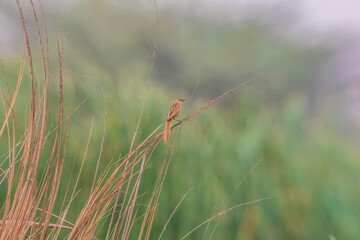 Striated Grassbird (Megalurus palustris)— Sky-bound singer, weaving dawn into ribbons of song.
