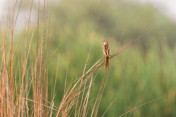 Striated Grassbird (Megalurus palustris)— Sky-bound singer, weaving dawn into ribbons of song.