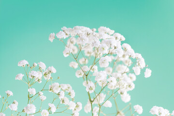 Background with tiny white flowers (gypsophila paniculata), blurred, selective focus.