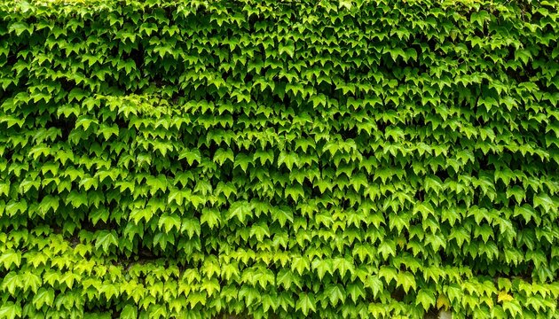 Dense wall of vibrant green leaves (1)