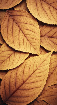 Fototapeta Close-up of overlapping brown leaves, showcasing intricate vein patterns and texture, representing autumn, nature, and organic design, ideal for fall themes or natural backgrounds