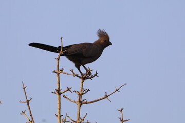 Crested Grey Go-Away-Bird perched on a dry tree branch against clear sky in African savanna.