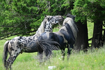 Zwei schwarz weiße Noriker Hengste beschnuppern sich spielerisch frei am Waldrand