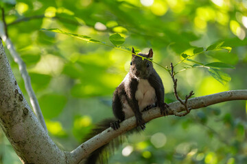Female squirrel (Sciurus vulgaris) climbing on a tree branch in the forest