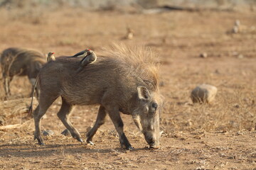 Warthog with red-billed oxpeckers feeding on parasites in Kruger National Park, South Africa.