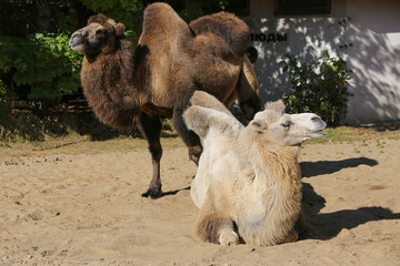 Two camels on a sunny day