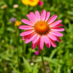 Obraz premium Beautiful blooming blanketflower in sunny July