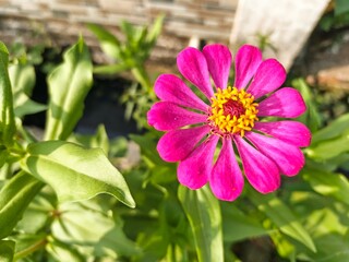Obraz premium pink flower in the garden