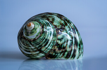 Seashell isolated on blue background close up, vacation souvenir