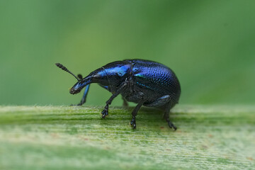 Closeup on the iridescent vibrant metallic blue birch weevil, Byctiscus betulae