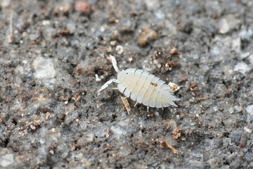Closeup on the small Platyarthrus hoffmannseggii woodlouse which inhabits ant nests