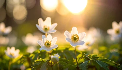 Keuken achterwand Zorgcentrum White flowers blooming in bright sunlight  © Avanza