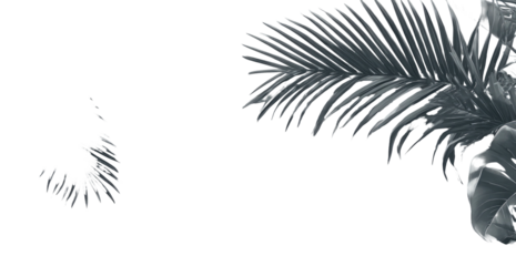 Monochrome palm fronds on black background