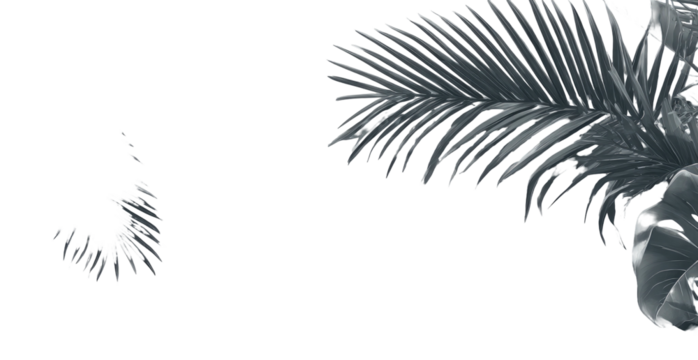 Monochrome palm fronds on black background