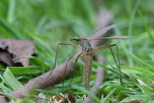 Closeup on a female European crane fly or leatherjacket, Tipula paludosa egg-laying in the ground
