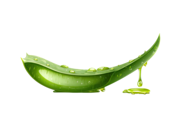 Illustration of aloe vera leaf with gel dripping