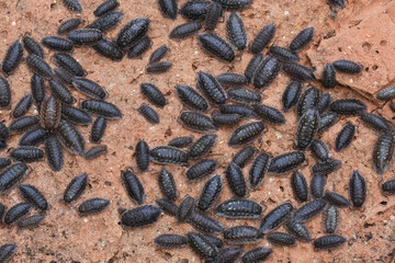 A gathering of numerous isopods, also known as pill bugs or roly-polies, clustered together on a textured, earthy surface.