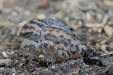 Closeup on a great grey, leopard slug, Limax maximus