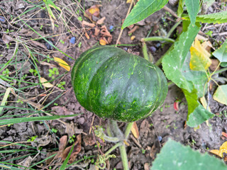 Ripe butternut squash lies on moist soil, surrounded by broad green leaves with textured veins. A vibrant garden moment capturing natural growth, organic farming, and seasonal abundance.