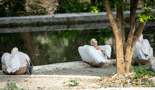 A peaceful moment showing a pelican relaxing with its head tucked back into its feathers, finding a comfortable position in the warmth of the sun - Powered by Adobe