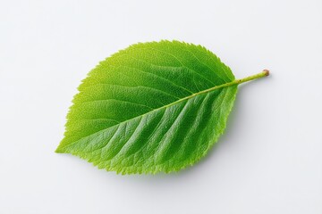 Fototapeta premium A deep green leaf rests quietly against a white background, and this simple yet striking design brings a sense of simplicity and elegance to the image.