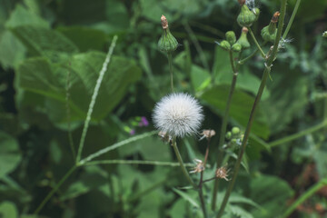 beautiful dandelion in garden	
