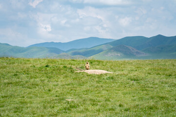 Groundhog standing on the prairie