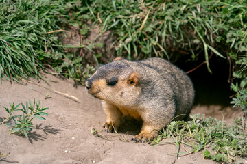 Groundhog at the entrance of the burrow on the prairie