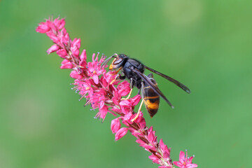 Asian Hornet ssp. nigrithorax, Asian Black Hornet (Vespa velutina nigrithorax). On flowers of Knotweed, knotgrass (Polygonum amplexicaule). Netherlands, September