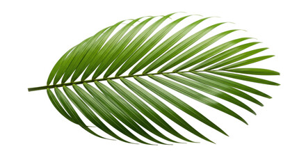 Obraz premium Green palm leaf isolated on white background cutout transparent png
