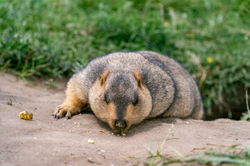 Groundhog at the entrance of the burrow on the prairie