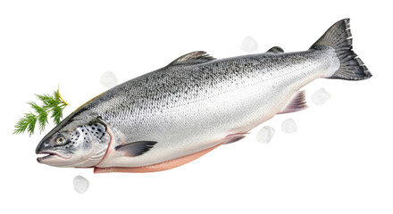 Naklejka premium Whole fresh salmon fish on ice isolated on white background cutout transparent png