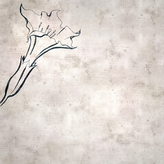 textured stylish old paper background, square,  with  Datura stramonium, thornapple
