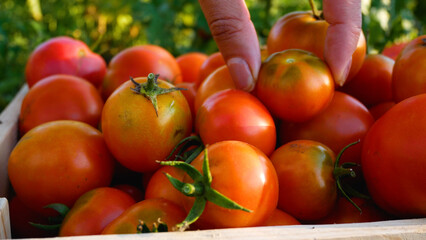 The farmer's hand puts ripe freshly picked red tomatoes into a wooden box. Organic farming and harvesting vegetables from the garden.