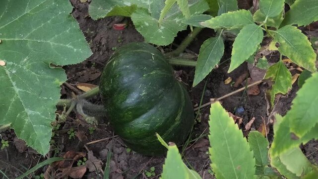 Ripe butternut squash lies on moist soil, surrounded by broad green leaves with textured veins. A vibrant garden moment capturing natural growth, organic farming, and seasonal abundance.